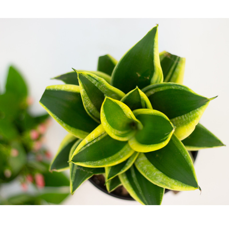 گیاه طبیعی سانسوریا بلک گلد گل گیفت کد GP013