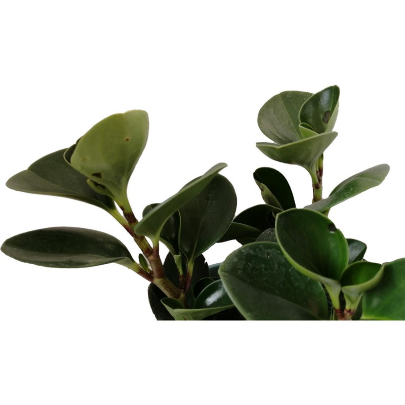 گیاه طبیعی قاشقی کد ef03