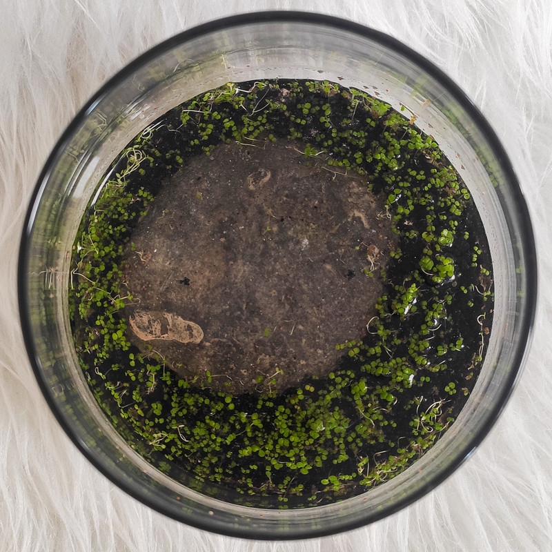 ویواریوم گیاه طبیعی کد viv-119