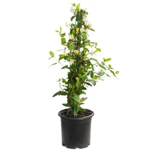 گل طبیعی یاس مدل دالیدا
