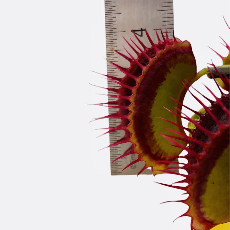 گیاه طبیعی گوشتخوار ونوس مدل B52