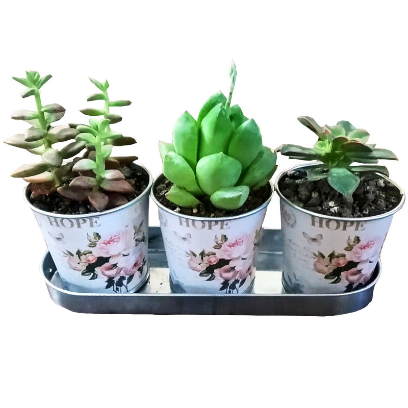 گیاه طبیعی ساکولنت مدل B-17 مجموعه 3 عددی