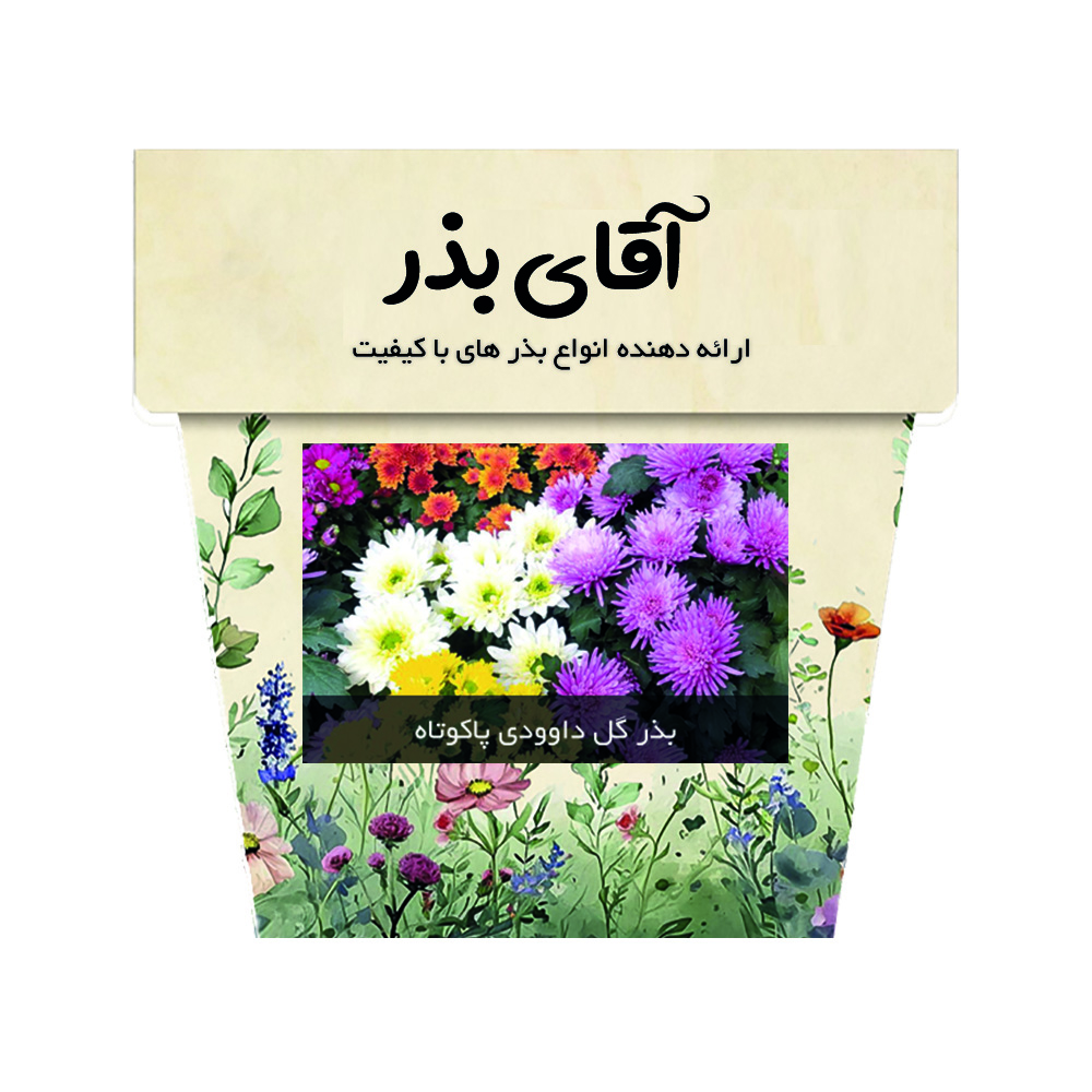 بذر گل داوودی آقای بذر مدل پاکوتاه الوان