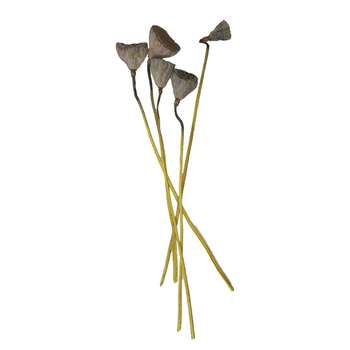 گل خشک مدل نیلوفر مرداب بسته 5 عددی