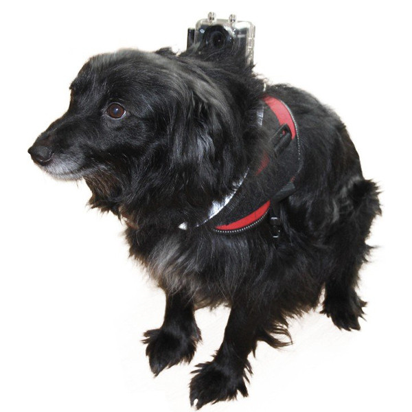 پایه نگه دارنده دوربین حیوانات گوپرو رولی مدل Dog Harness