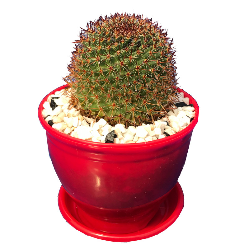 گیاه طبیعی کاکتوس مامیلاریا مدل ML-100