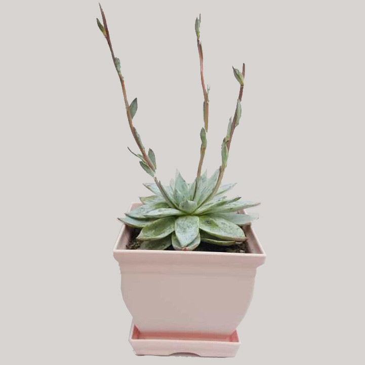 گیاه طبیعی ساکولنت آچوریا کد 04