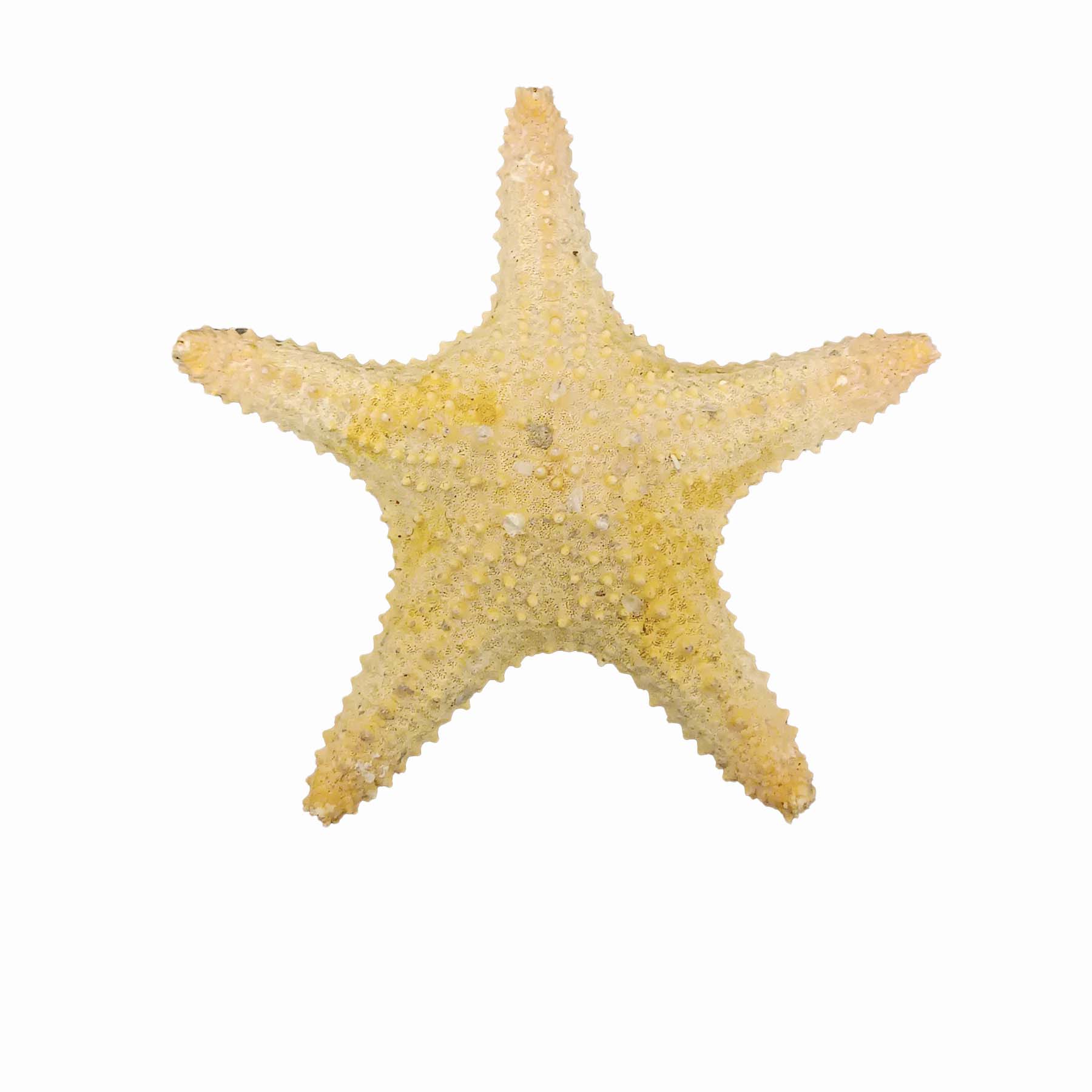 ستاره دریایی تزیینی مدل fb11