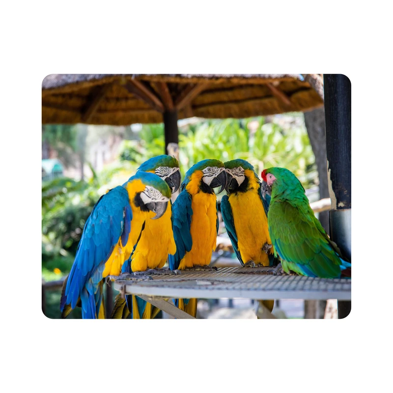 ماوس پد اطلس آبی طرح پرنده طوطی  مدل T1575