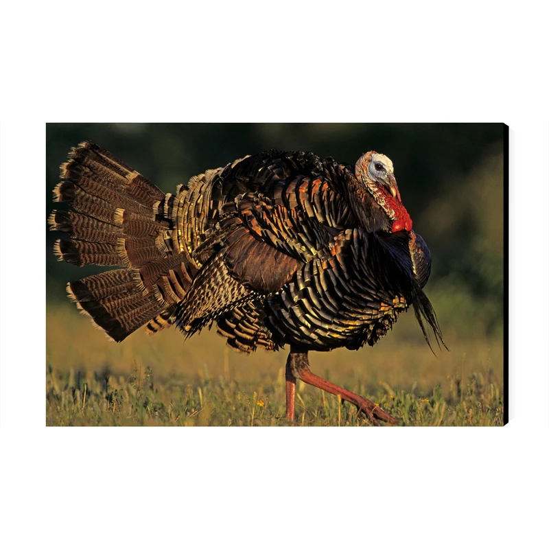 تابلو شاسی عرش مدل فانتزی  بوقلمون کد As4773