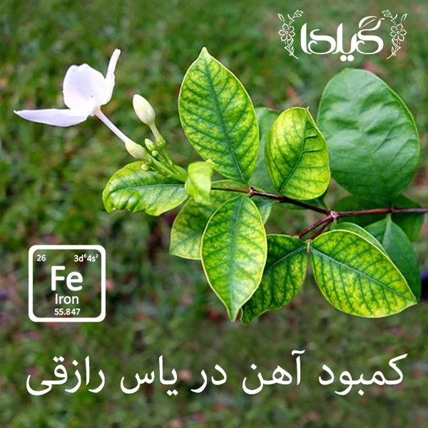 عکس شماره 5