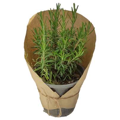 گیاه رزماری را از کجا بخریم؟