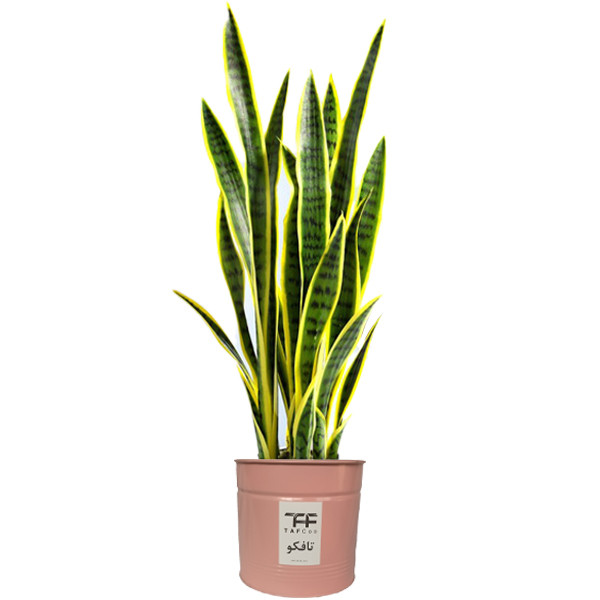 گیاه طبیعی سانسوريا ابلق تافکو کد 2028 گیاه طبیعی سانسوريا ابلق تافکو کد 2028