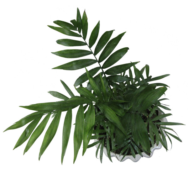 گیاه طبیعی نخل شامادورا کد M01 گیاه طبیعی نخل شامادورا کد M01