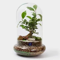 گیاه طبیعی تراریوم سل تراریوم مدل بنسای