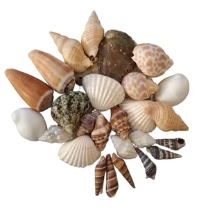 صدف تزیینی آکواریوم مدل UPS26 بسته 26 عددی