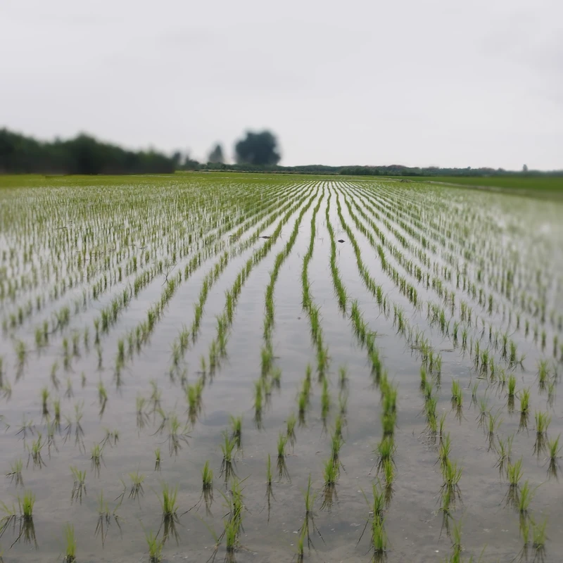 عکس شماره 3 : برنج طارم هاشمی شمال-10 کیلوگرم