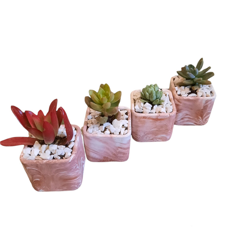 گیاه طبیعی خانواده ساکولنت مدل 01 مجموعه 4 عددی
