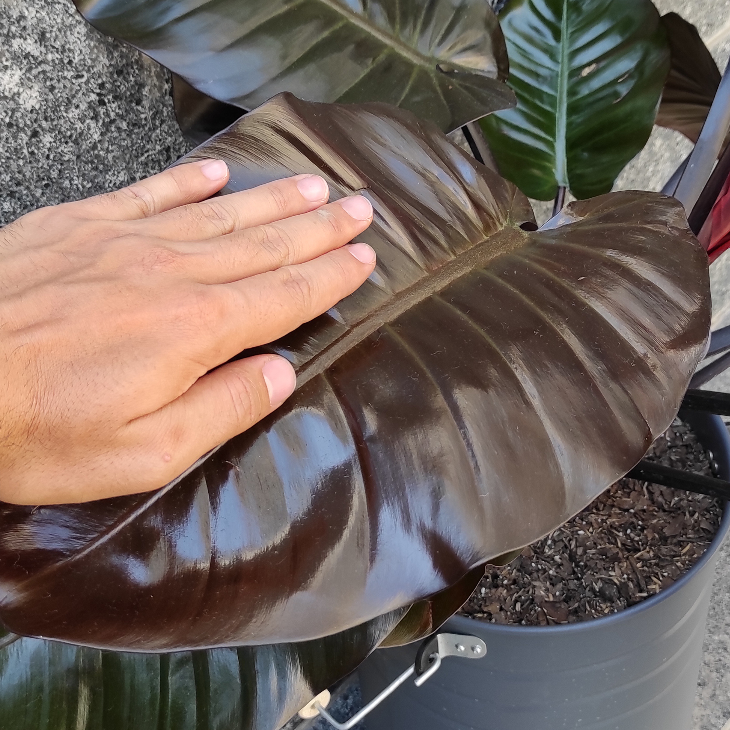 گیاه طبیعی فیلودندرون کاردینال کد C1 گیاه طبیعی فیلودندرون کاردینال کد C1