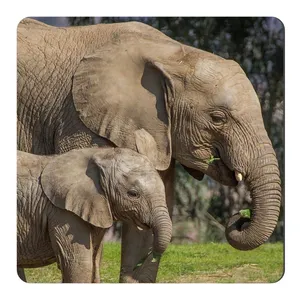  مگنت طرح فیل کد NIM1512