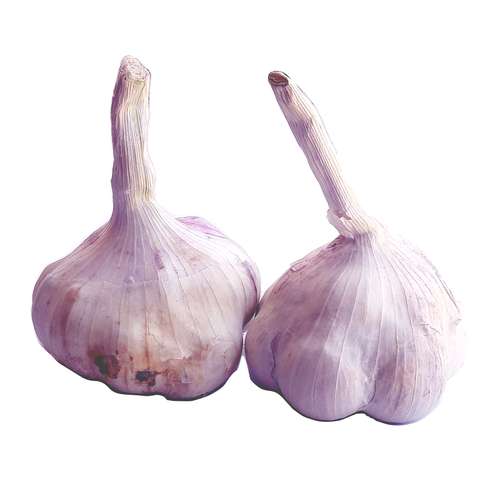 سیر همدان - 2000 گرم