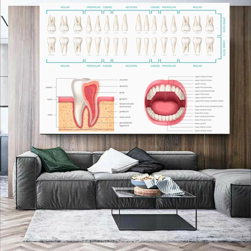 پوستر طرح دندانپزشکی مدل آموزش دندان ها کد FP105141