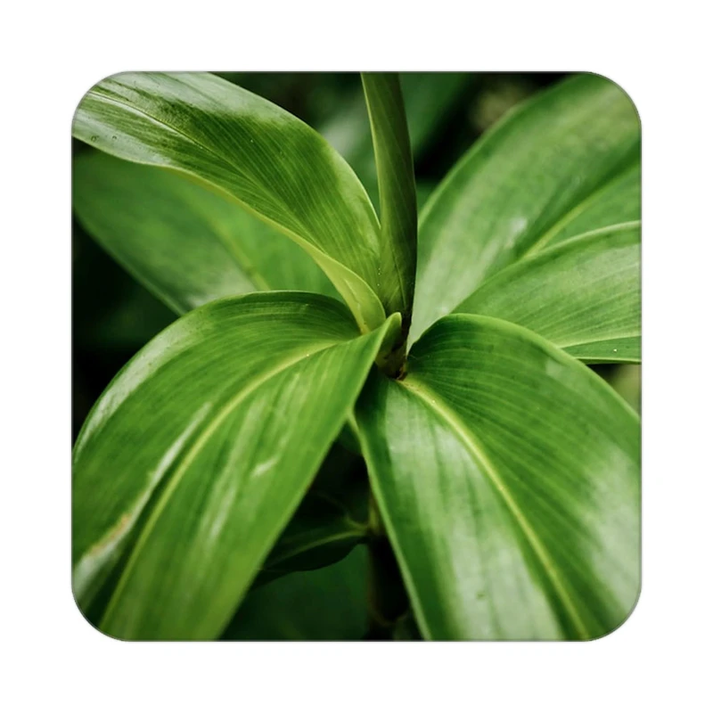 زیر لیوانی کاکتی طرح گل مدل mp16808