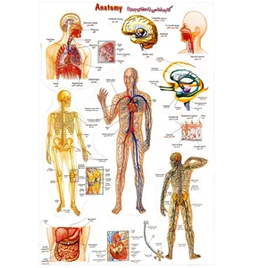 برچسب مدل کالبد شناسی اعضای بدن کد 12