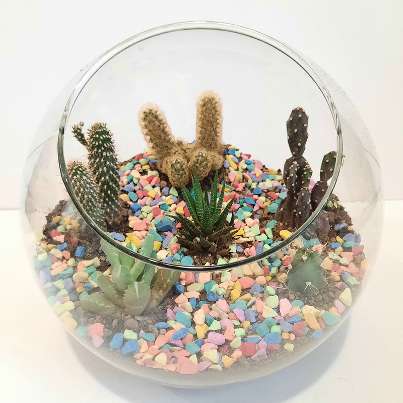 گیاه طبیعی کاکتوس مدل دیش گاردن کد S