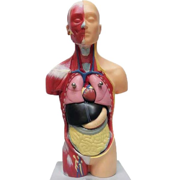 بازی آموزشی طرح مولاژ آناتومی بدن انسان مدل 7P -  - 2