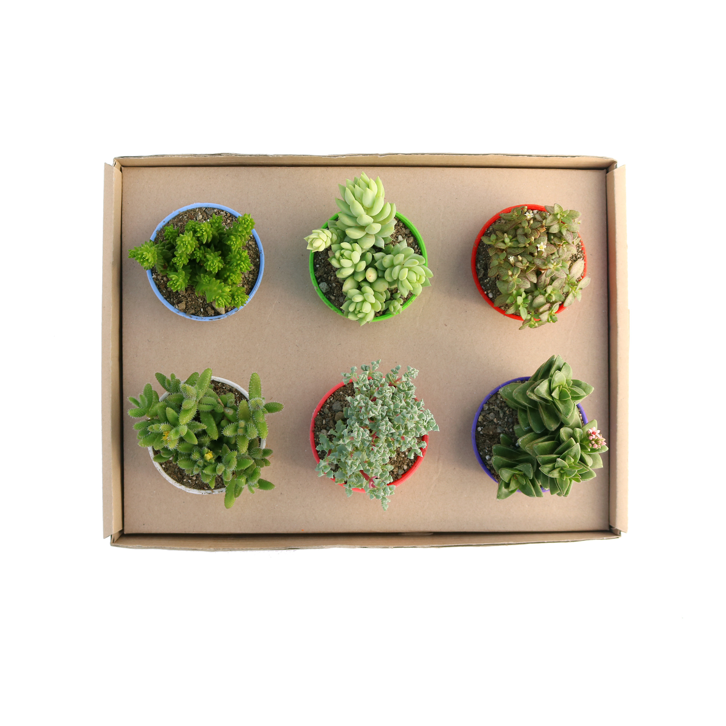 گیاه طبیعی ساکولنت آیدین کاکتوس کد CB-047 بسته 6 عددی