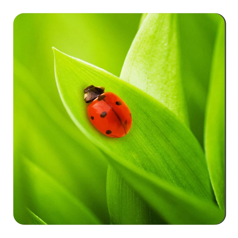  مگنت طرح کفشدوزک و برگ سبز کد NIM2061