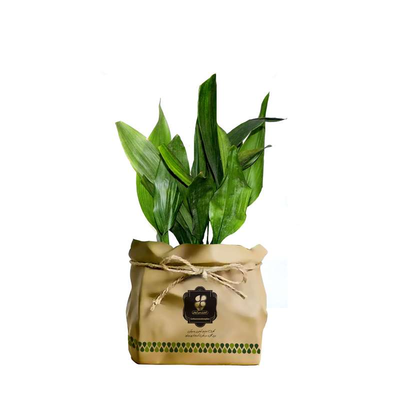 گیاه طبیعی عبایی شرکت گلباران سبز گیلان مدل GN12-6K