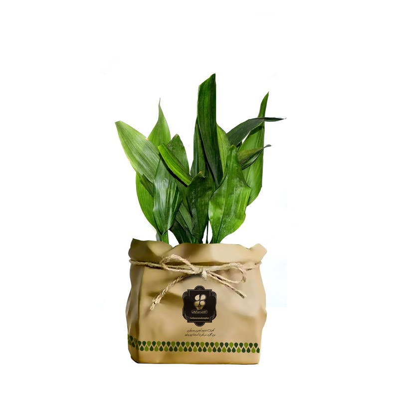 گیاه طبیعی عبایی شرکت گلباران سبز گیلان مدل GN12-6K