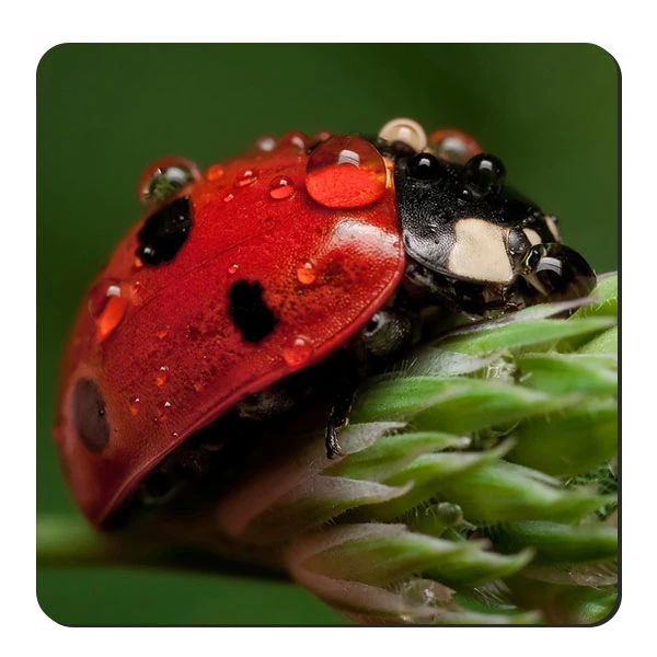  زیر لیوانی طرح کفشدوزک و شبنم کد nzl652