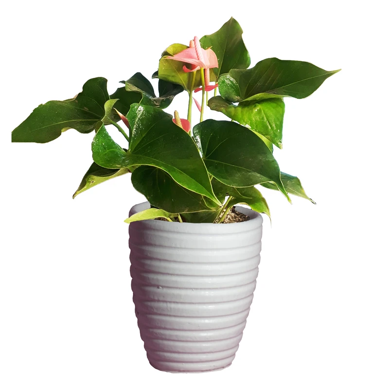 گیاه طبیعی آنتوریوم کد AS-23-3