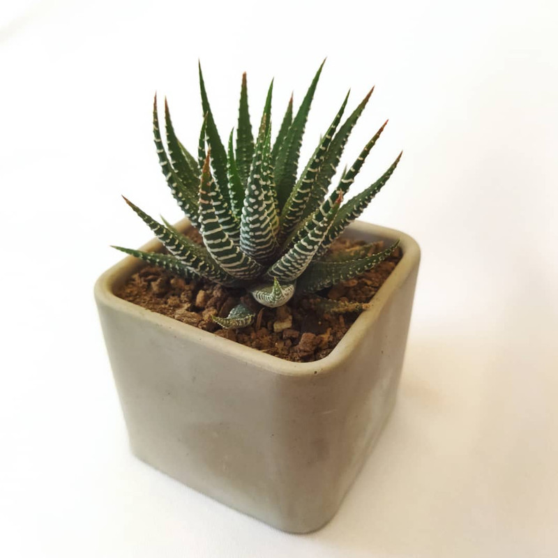 گیاه طبیعی کاکتوس هاورتیا کد pg_13