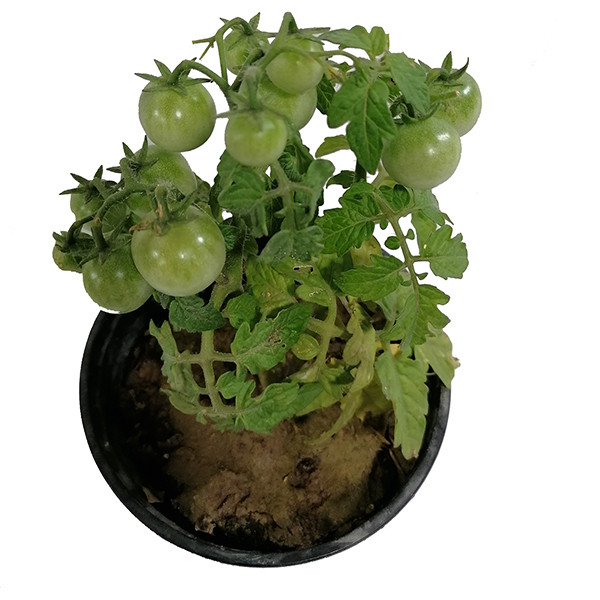 گیاه طبیعی گوجه مدل 5161551 گیاه طبیعی گوجه مدل 5161551