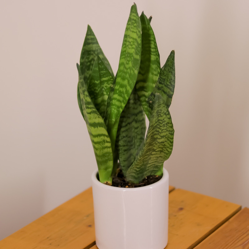 گیاه طبیعی سانسوریا پوست ماری مدل 229