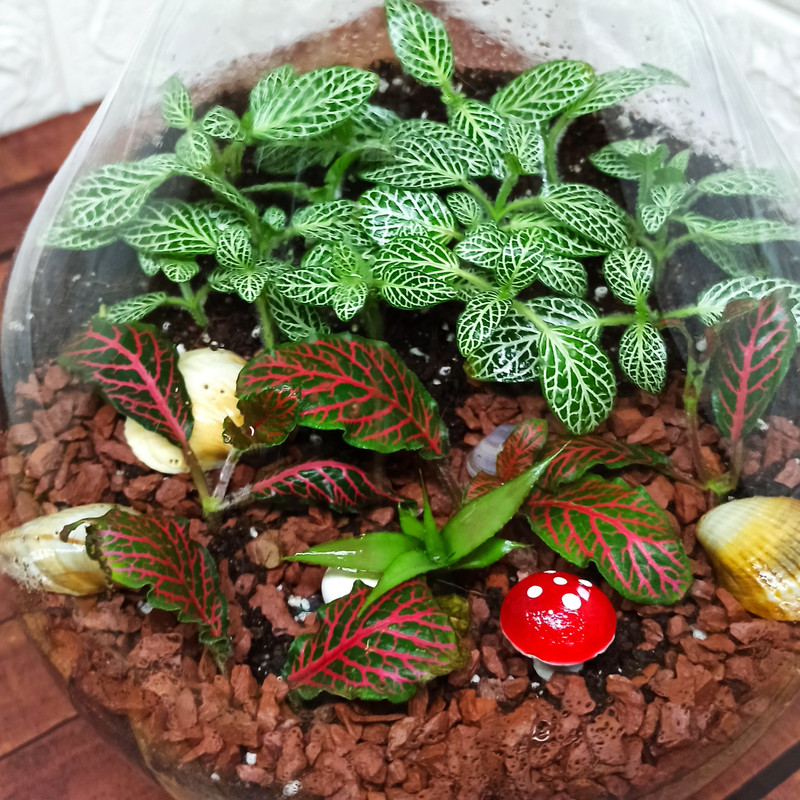 تراریوم گیاه طبیعی کد ۱۰۷