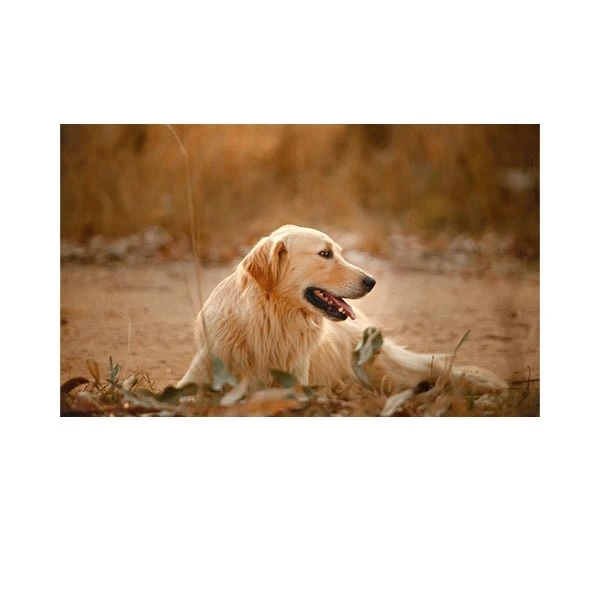    پادری طرح حیوانات کد M35M001-MA0078 سایز 76x46 سانتی متر