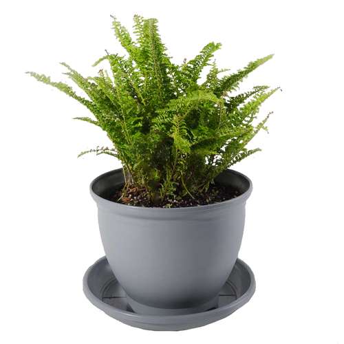 گیاه طبیعی سرخس مدل P-07