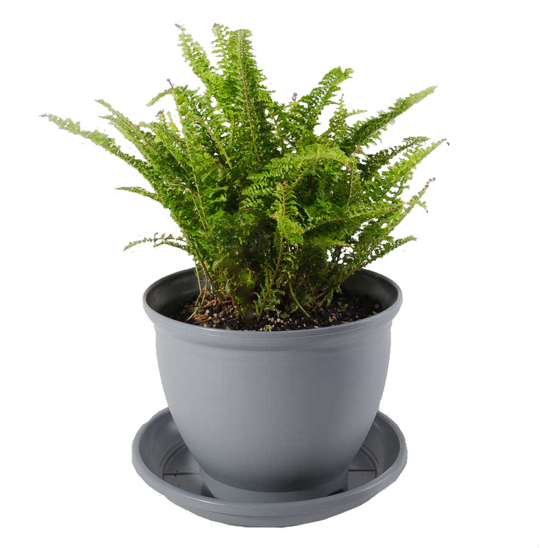 گیاه طبیعی سرخس مدل P-07