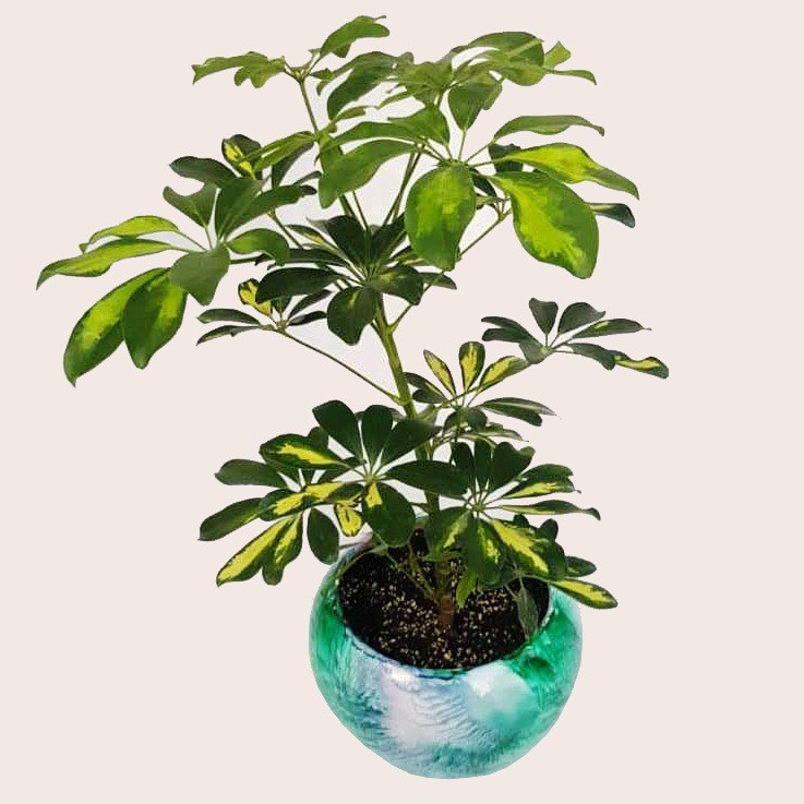 گیاه طبیعی شفلرا ابلق کد sh01 گیاه طبیعی شفلرا ابلق کد sh01