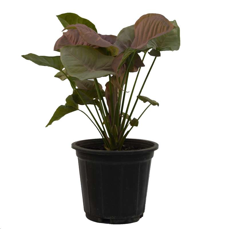 گیاه طبیعی سینگونیوم صورتی مدل SSB1