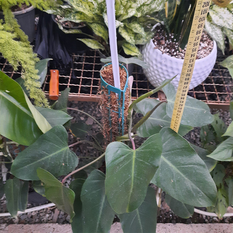 گیاه طبیعی فیلودندرون کد 2