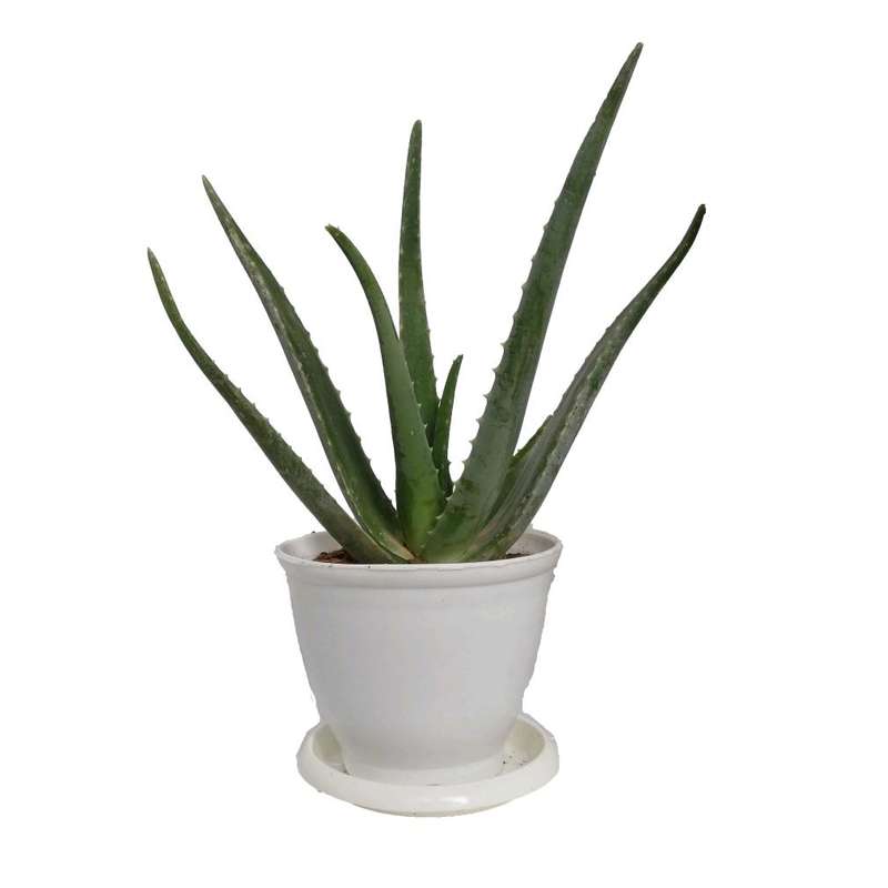 گیاه طبیعی آلوئه ورا کد gp10