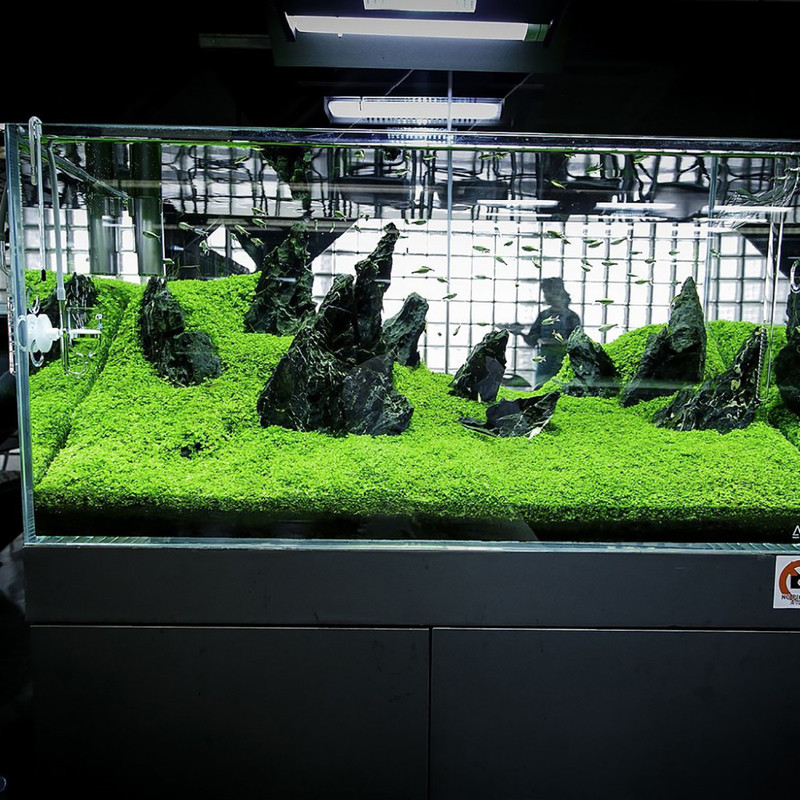 بذر چمن مونت کارلو وانیا سید مدل V52