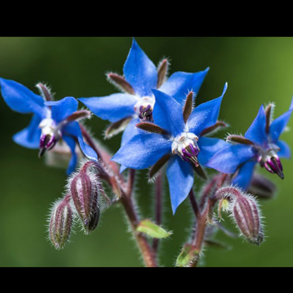 دمنوش گل گاوزبان ممتاز باباگلی - 35 گرم
