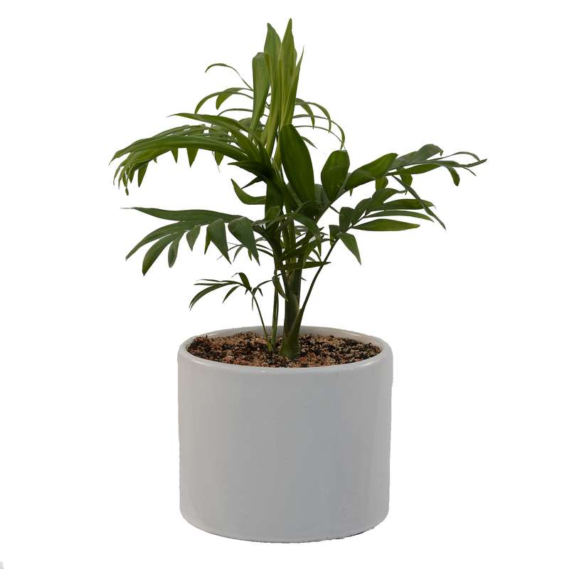 گیاه طبیعی شامادورا مدل SH1 گیاه طبیعی شامادورا مدل SH1